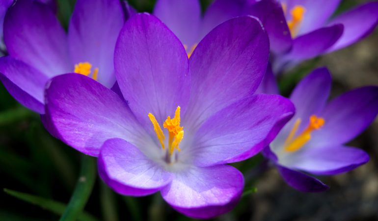 Bästa blommorna för en vacker trädgård